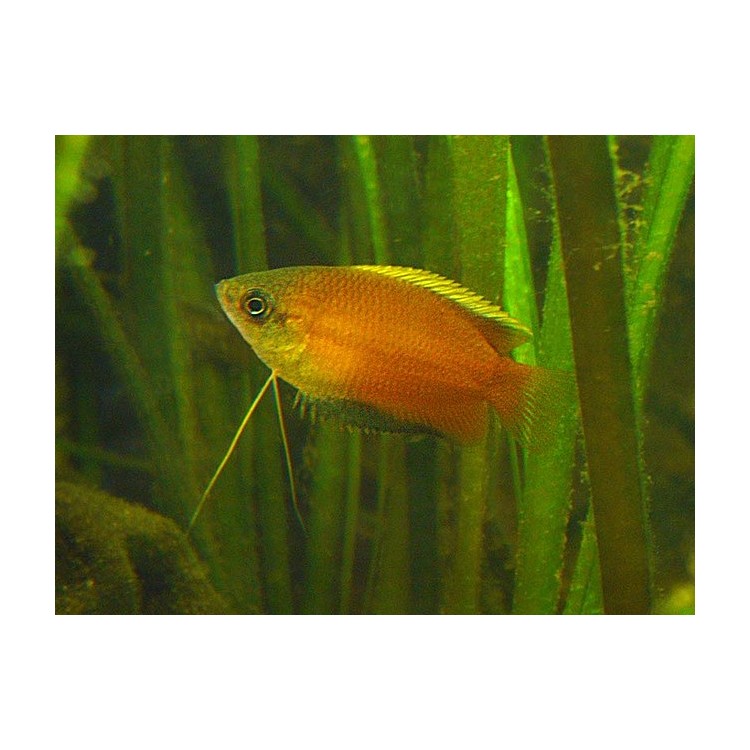 Colisa sota wild (salbatic) - imagine 3